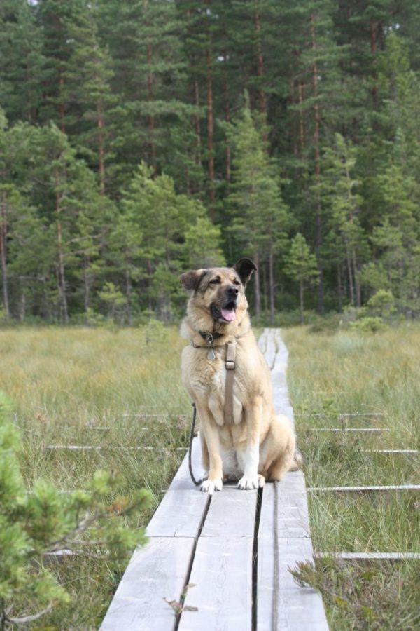 Urlaub mit Hund in Schweden Infos zu Einreisebestimmungen und Fähre