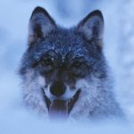 Wolf Wölfe in Schweden