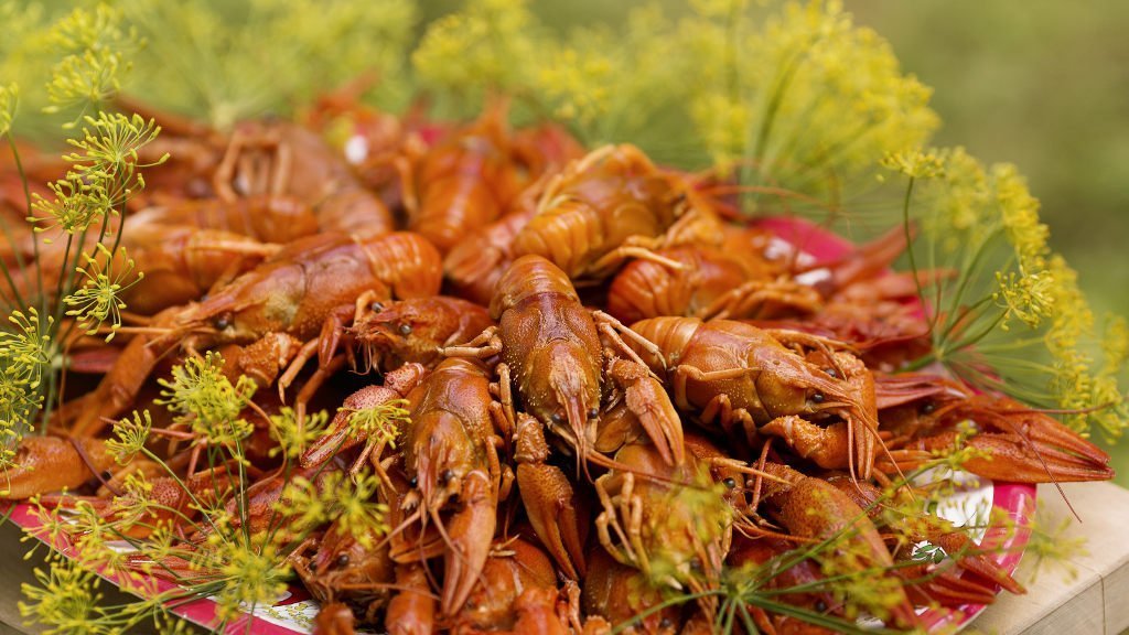 Krebse essen in Schweden Krebsessen, Krebsfest, Kräftskiva